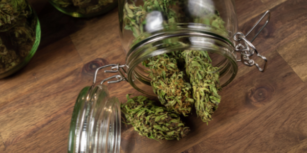 Best Ways to Store THCA Flower to Keep It Fresh and Potent